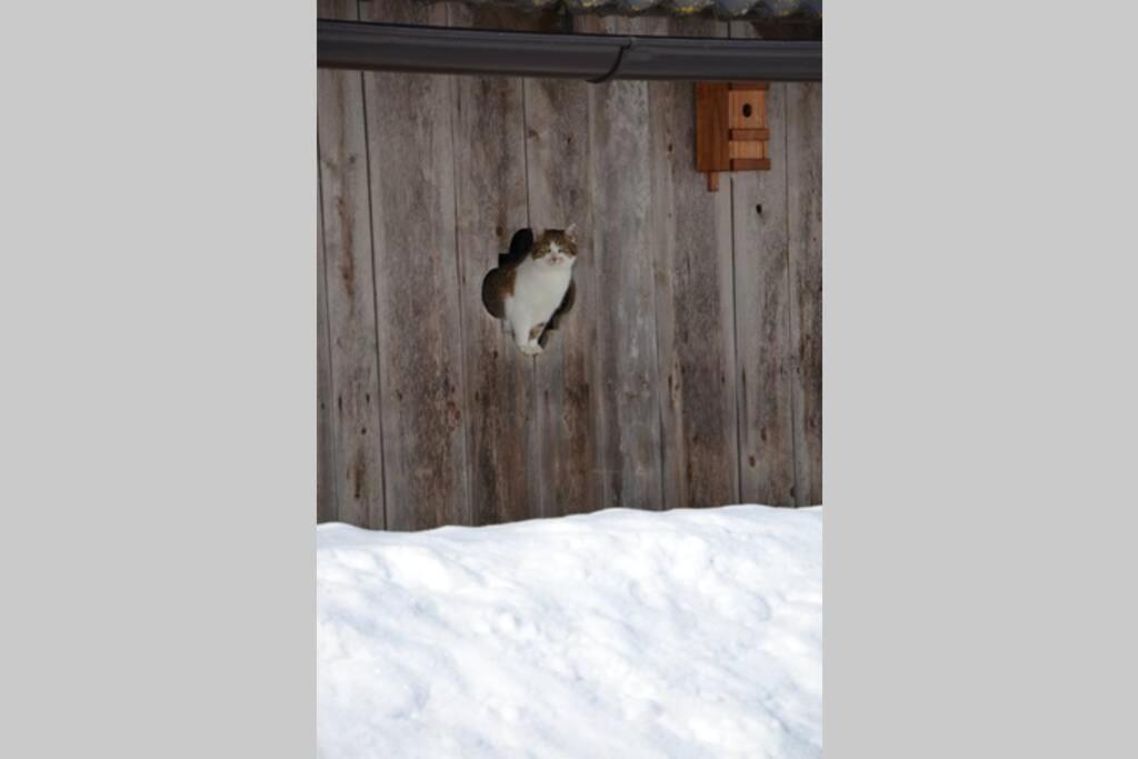 Charmantes Gaestehaus Am Waldrand In Alpiner Lage Siehe Auch Zweites Objekt Gaestewohnung In Altem Bauernhaus Stanz Im Murztal Bagian luar foto